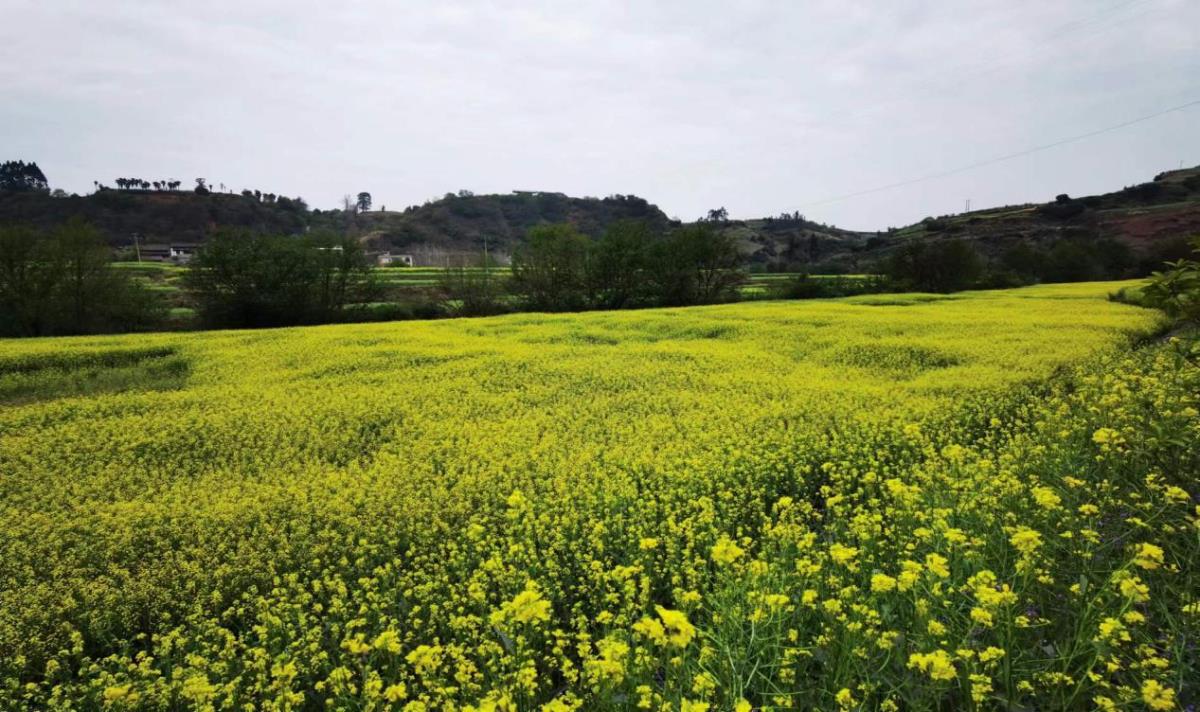 rb88随行版_首页官网入口